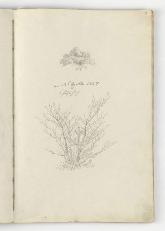 Bladkrone og vårbusk