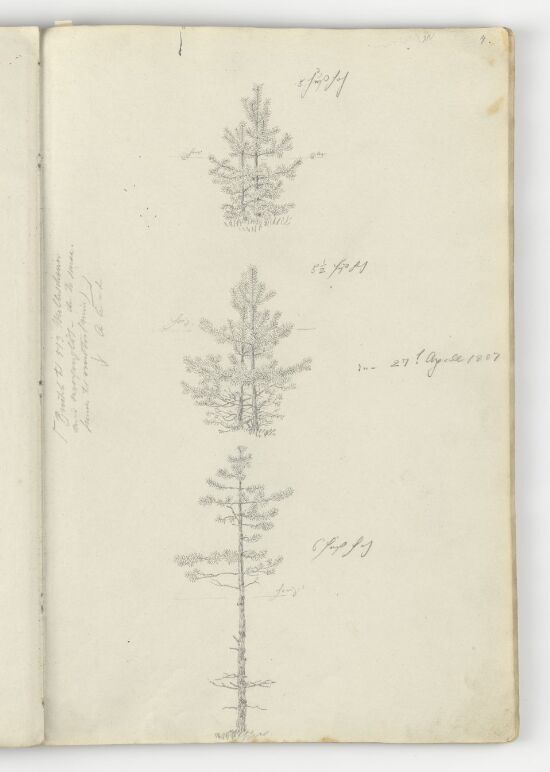 Tre studier av furutrær