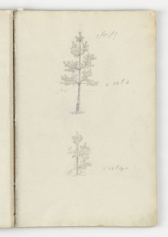 To studier av furutrær