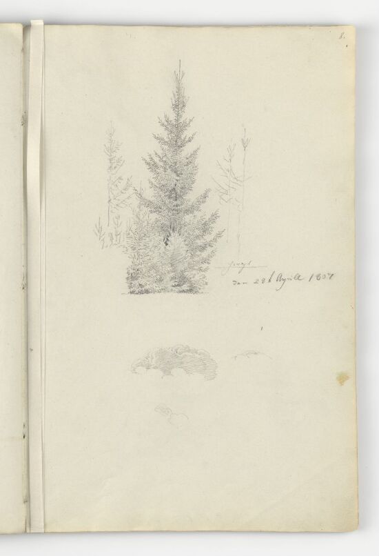 Grantre med unge grantrær ved foten; skystudie