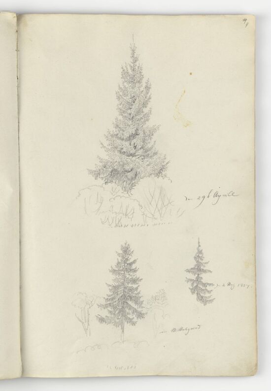 Grantrær og riss av løvtrær