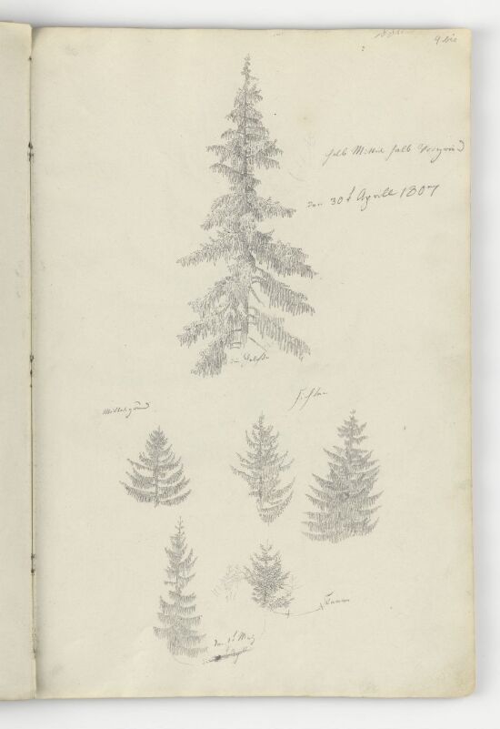 Seks studier av grantrær