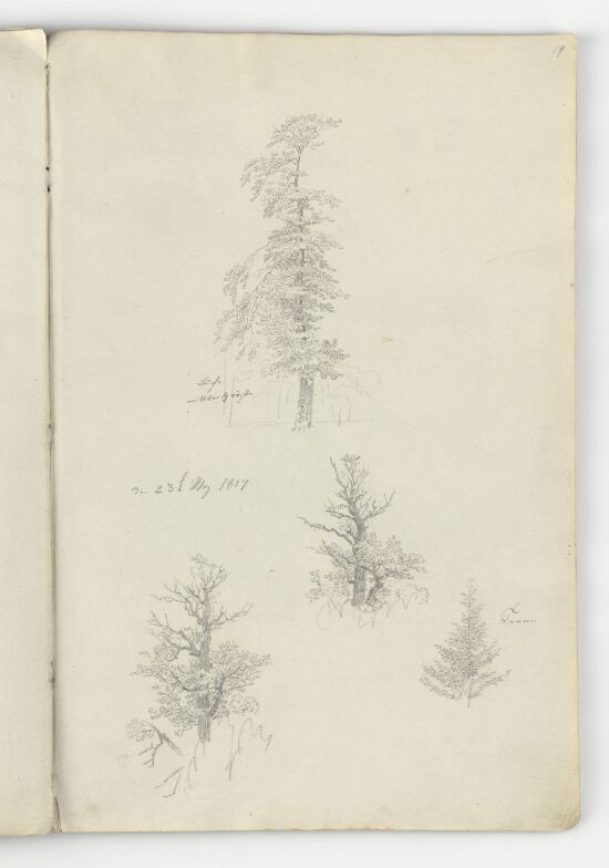 Buchen- und Tannenstudien