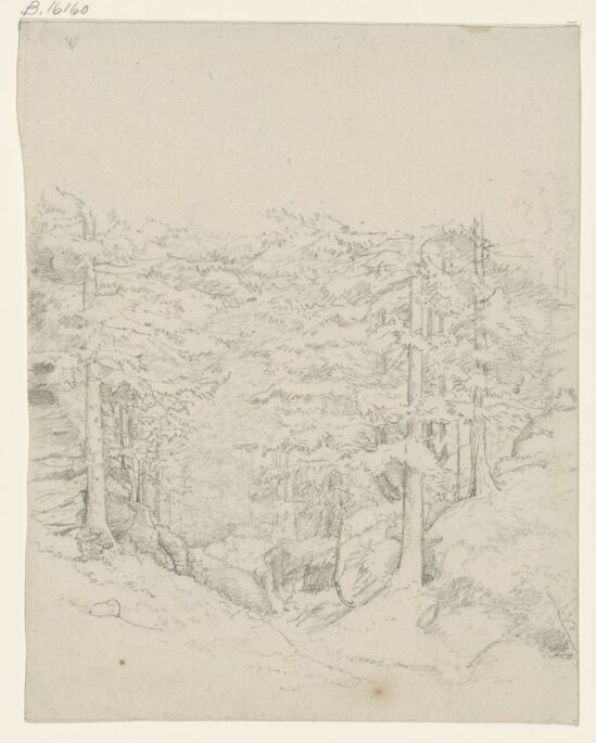 Forest Interior, Spruces