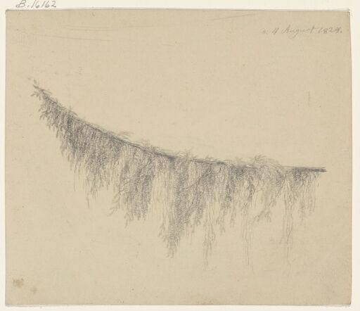 Study of a Spruce Branch