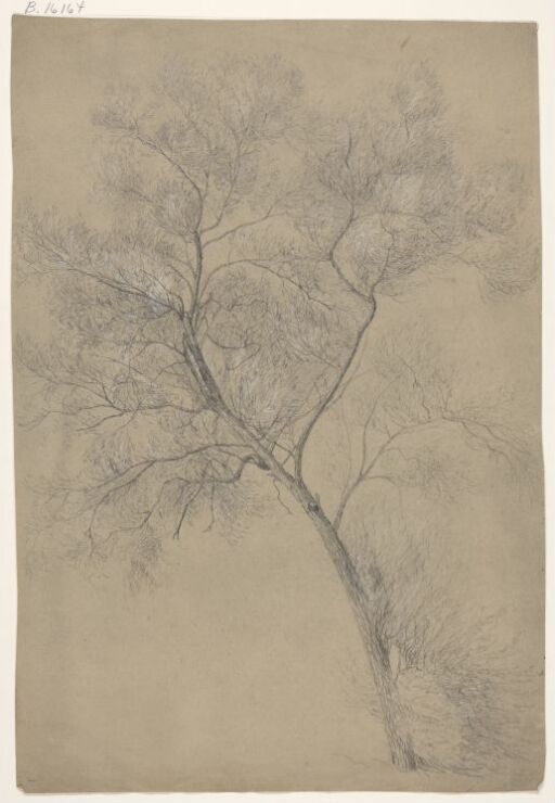 Study of a Tree