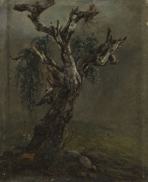 Study of a gnarled old Birch Tree