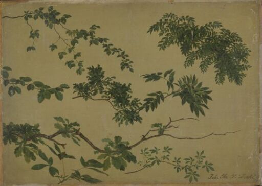 Study of Twigs and Leaves