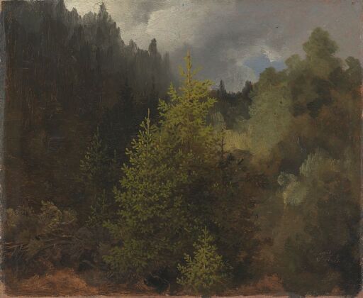 Study of Trees