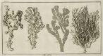 Sea Plants