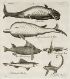 Whales and Sharks