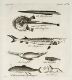 Fishes, Killer Whale and Walrus