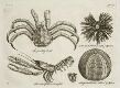 Crab, Lobster and Sea Urchin