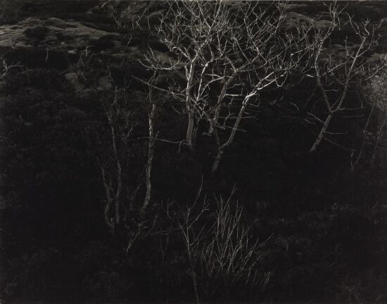 Bjørkeskog I, Meløy, 1978