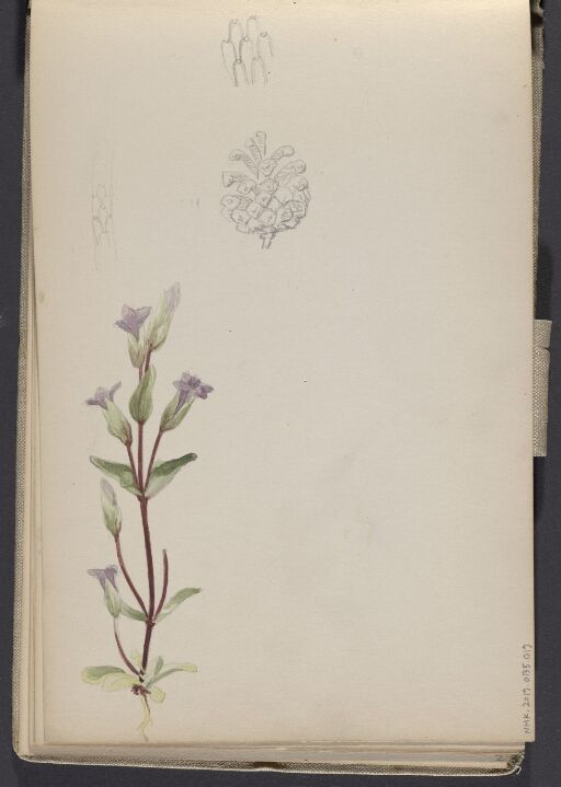 Studie av markblomst og furukongle