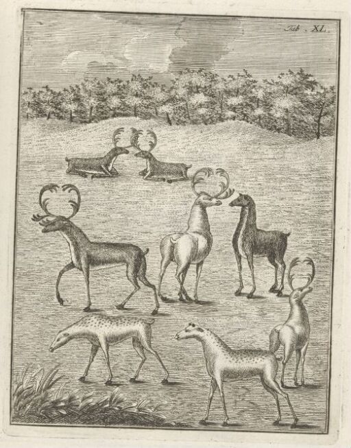 Male and female reindeer