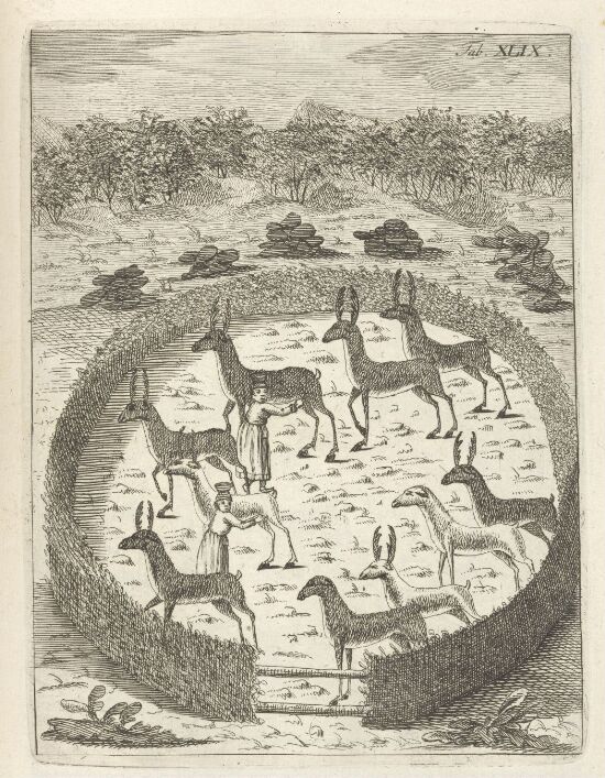 Simler i inngjerding