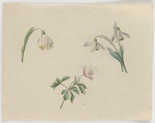 Snowdrop and Wood Anemone