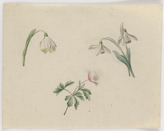 Snøklokker og hvitveis