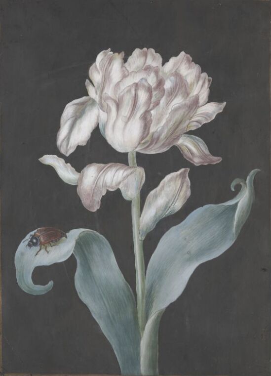 Rosa tulipan med oldenborre