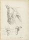 Anatomiske studier av torso og skulderblad