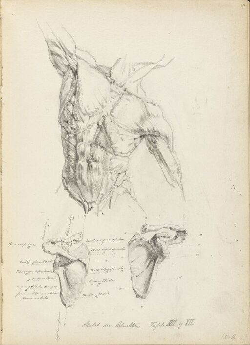 Anatomical Studies of Torso and Shoulder Blades