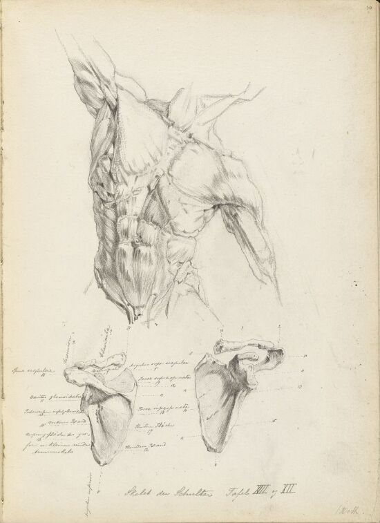Anatomiske studier av torso og skulderblad