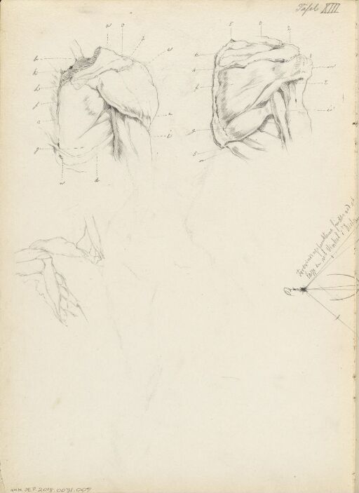 Anatomical Studies