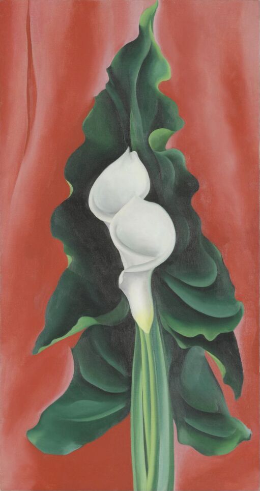 Calla Lilies on Red
