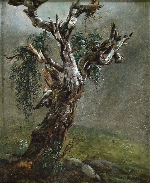 Study of a gnarled old Birch Tree
