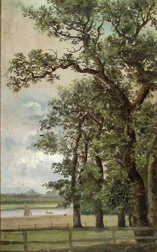 Oak Trees by the Elbe