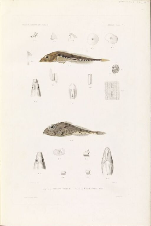Triglops pingelii; Icelus hamatus