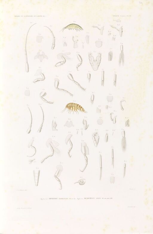 Amphithoe albomaculata; Microcheles armata