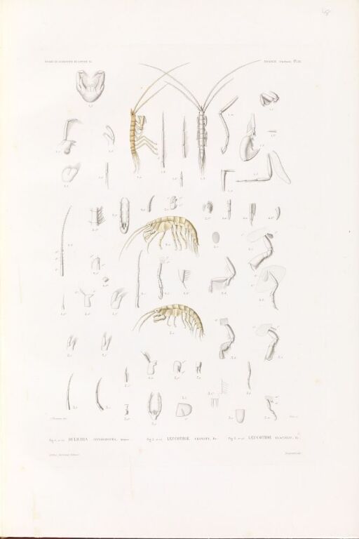 Dulichia spinosissima; Leucothoe clypeata; Leucothoe glacialis