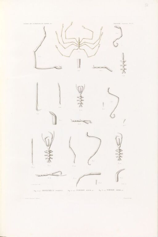 Phoxichilus spinosus; Nymphon mixtum; Nymphon strömii