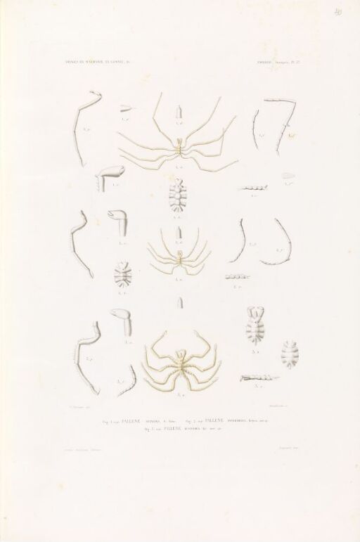 Pallene spinipes; Pallene intermedia; Pallene discoidea