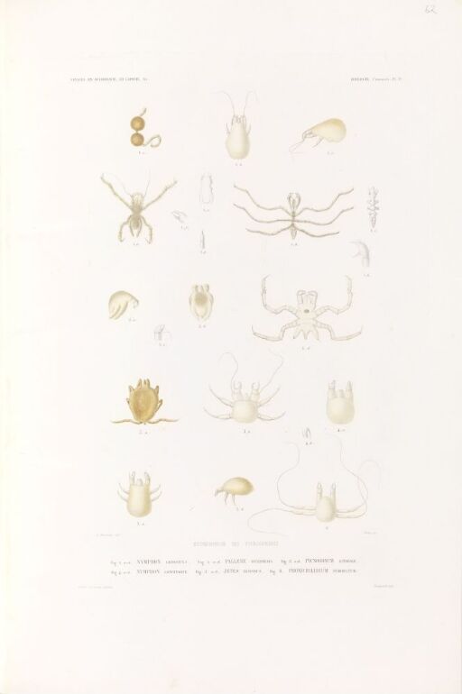 Métamorphose des pycnogonides. Nymphon grossipes; Pallene intermedia; Pycnogonum littorale; Nymphon longitarse; Zetes hispidus; Phoxichilidium femoratum