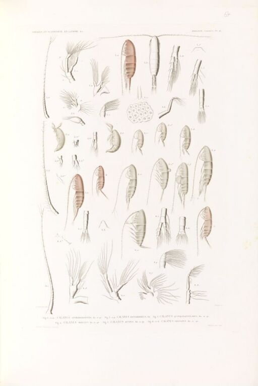 Calanus spitzbergensis; Calanus hyperboreus; Calanus quinqueannulatus; Calanus minutus; Calanus affinis; Calanus tristatus