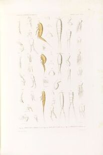 Aripticius Visto, Arthus-Bertrand & Co, Harpacticus uniremis; Harpacticus gibbus ...