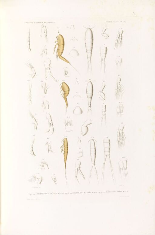 Harpacticus uniremis; Harpacticus gibbus; Harpacticus cronii