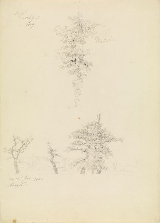 Study of Vines and Beech Trees