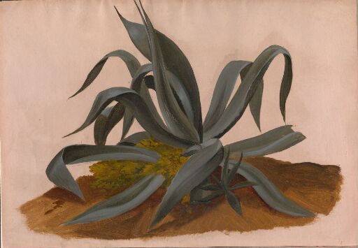 Study of an Agave