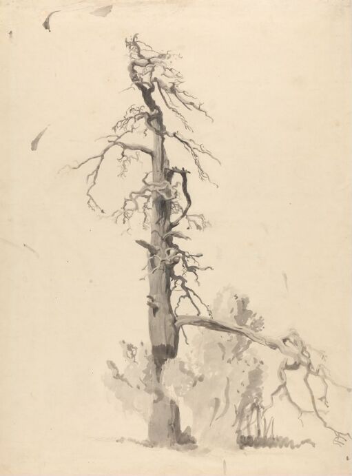 Dead Pine Tree