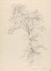 Tree Study