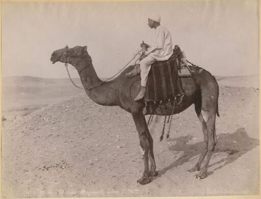 Jeune Bedouin a Chameaux aversant le desert