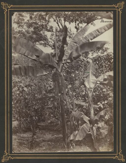 Bananer og coco-træ