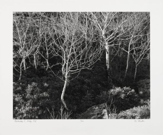 Bjørkeskog I, Meløy, 1978