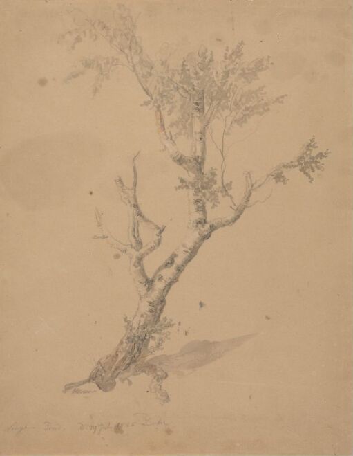 Study of a birch tree