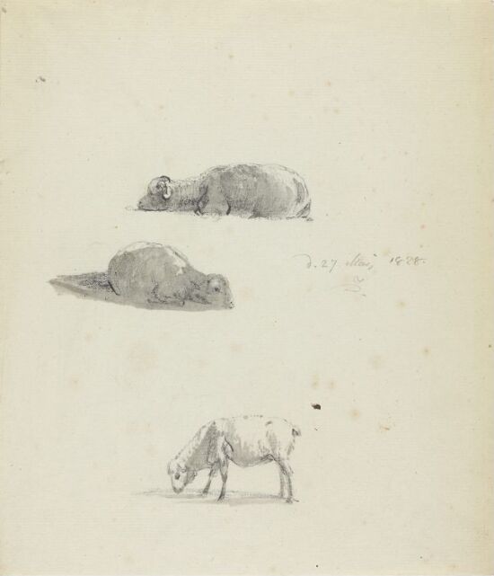 Studier av sauer