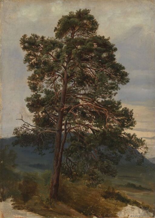 Study of a Pine Tree